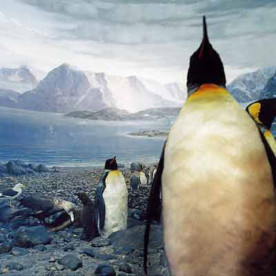 Stuffed Histories # 12, Penguins by Karl Grimes