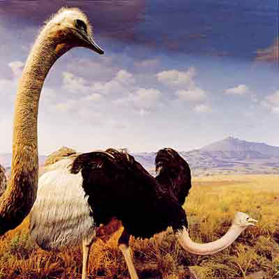 Stuffed Histories # 8, Ostrich Group by Karl Grimes