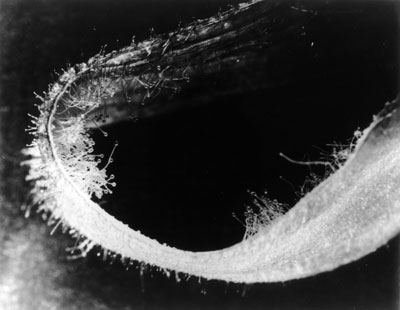 Anti-Rrhimum strip of corolla, showing balloon hairs by James Small
